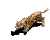 jaguar.gif
