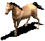 pferd.gif