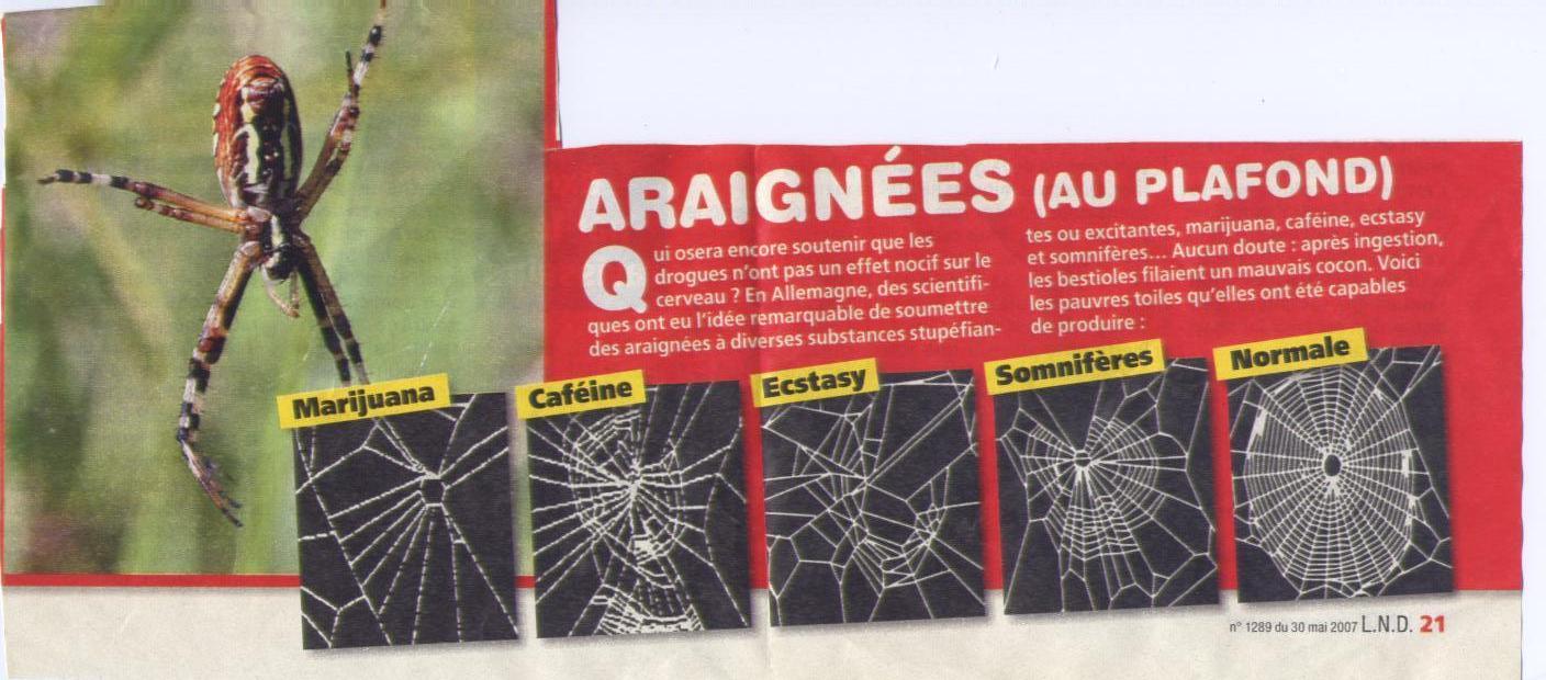 araigne.jpg