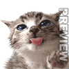 :Little_Cat: